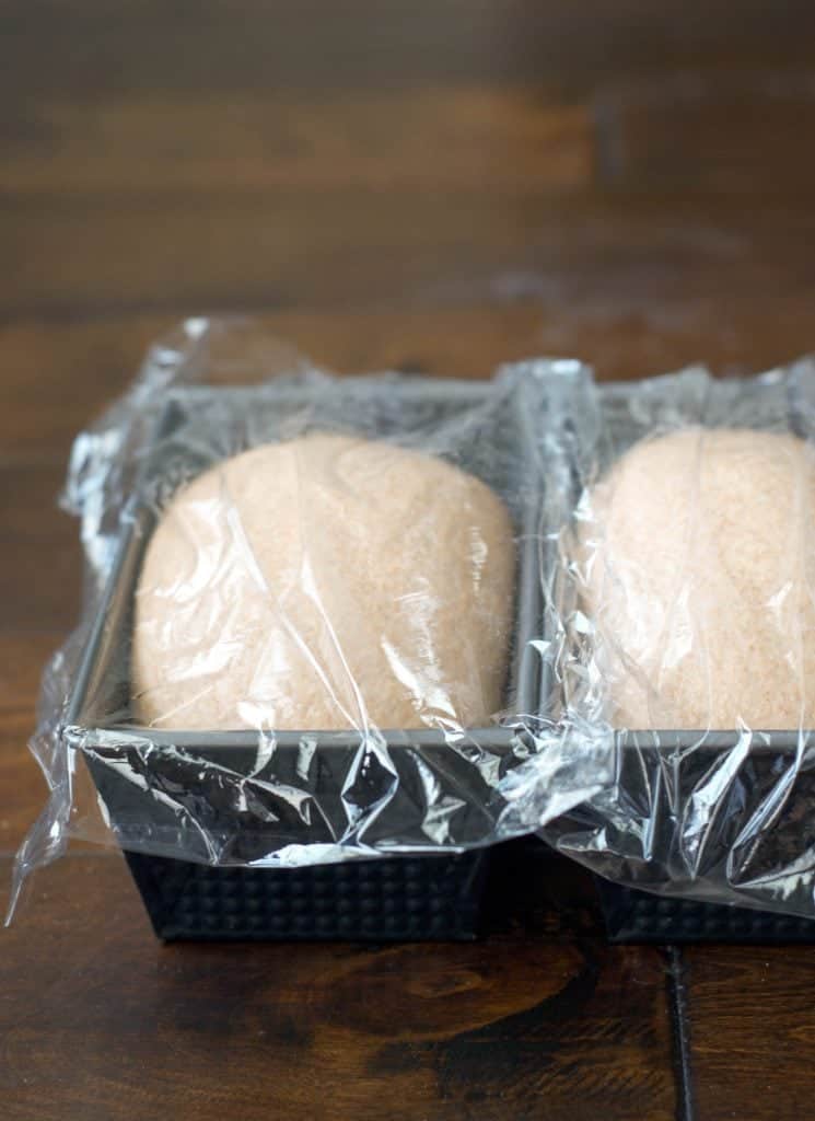 100% Whole Wheat Bread dough in loaf pans